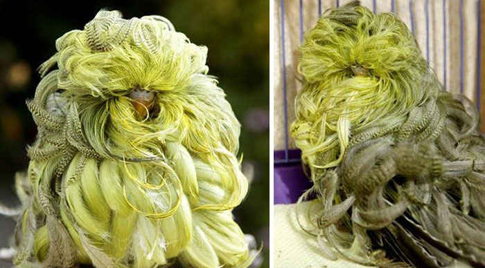 84 Animals With Majestic Hair
