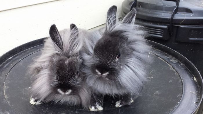 84 Animals With Majestic Hair