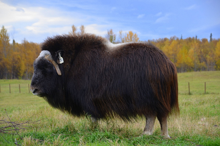84 Animals With Majestic Hair