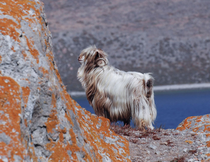 84 Animals With Majestic Hair