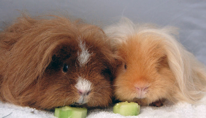84 Animals With Majestic Hair