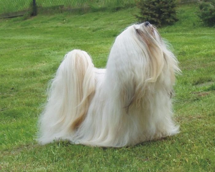 84 Animals With Majestic Hair
