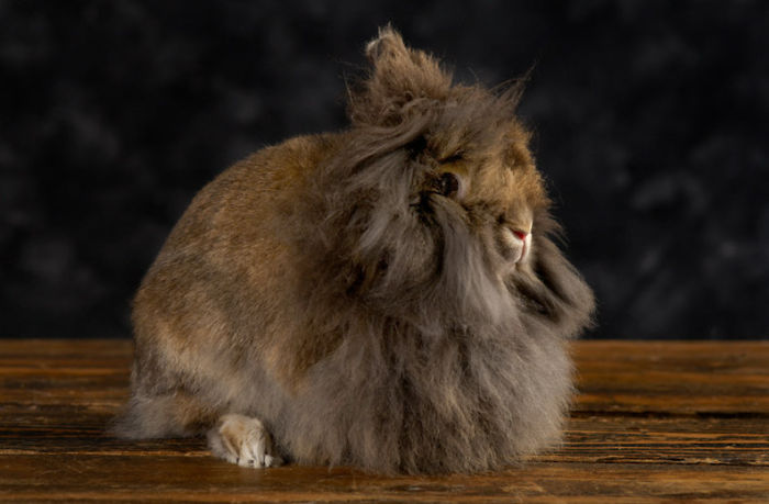 84 Animals With Majestic Hair
