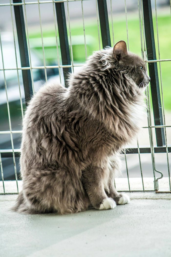 84 Animals With Majestic Hair