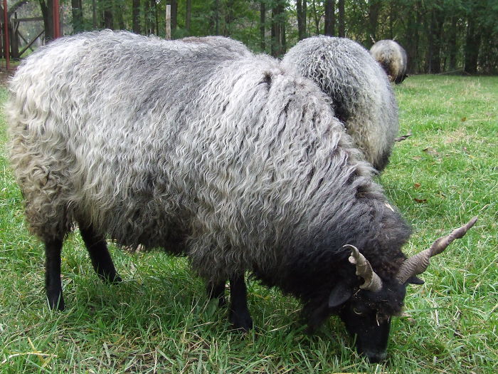 84 Animals With Majestic Hair