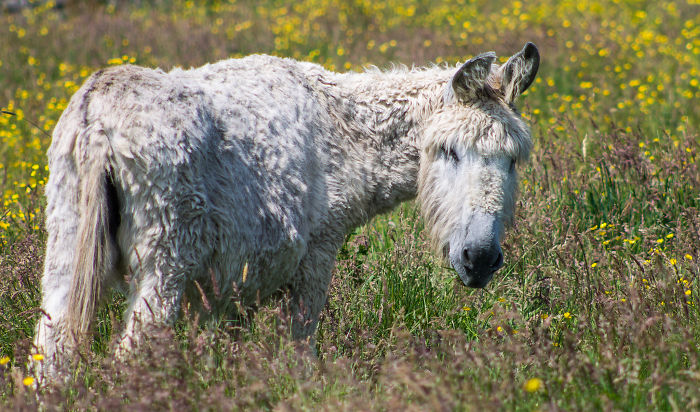 84 Animals With Majestic Hair