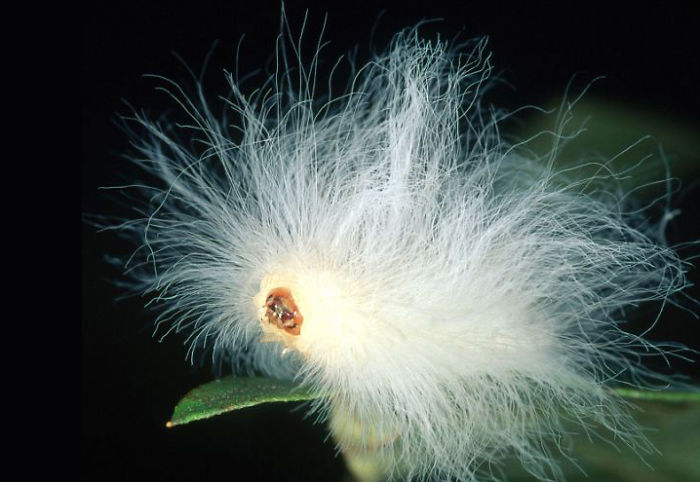 84 Animals With Majestic Hair