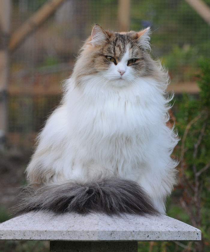 84 Animals With Majestic Hair