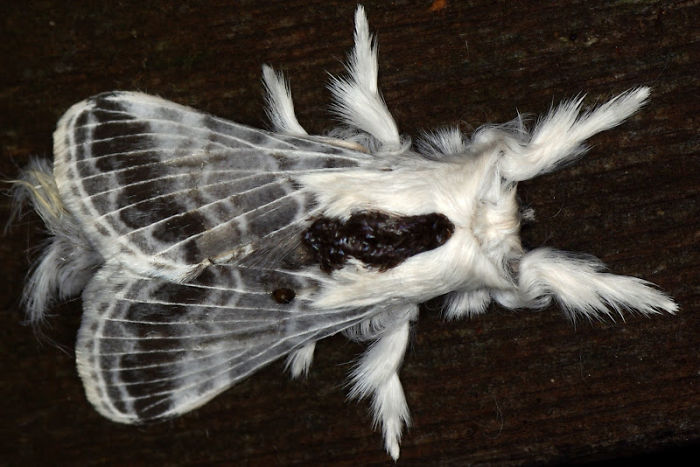 84 Animals With Majestic Hair