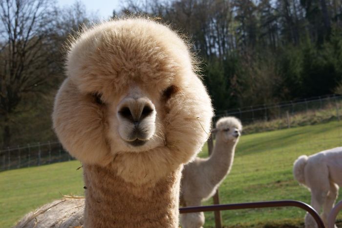 84 Animals With Majestic Hair