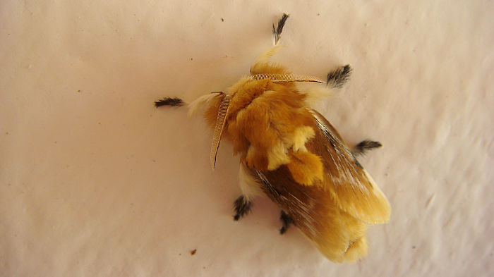 84 Animals With Majestic Hair