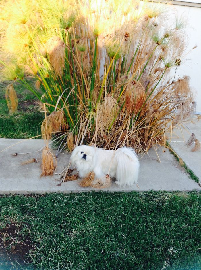 84 Animals With Majestic Hair
