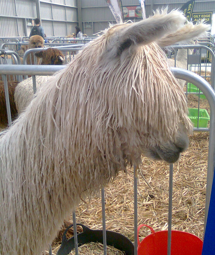 84 Animals With Majestic Hair
