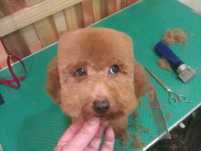 84 Animals With Majestic Hair