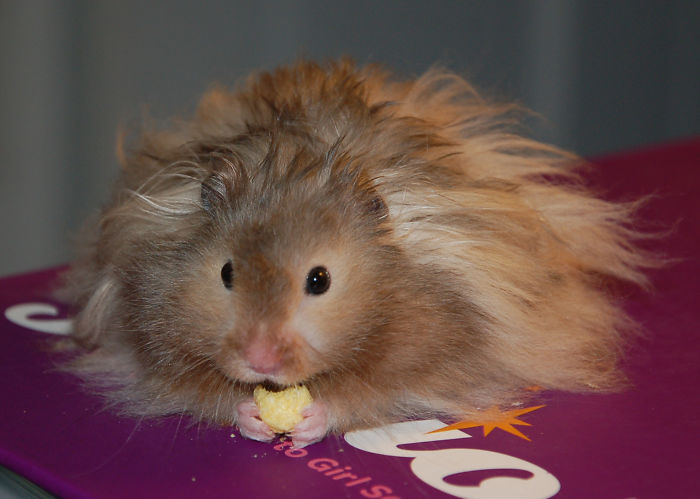 84 Animals With Majestic Hair