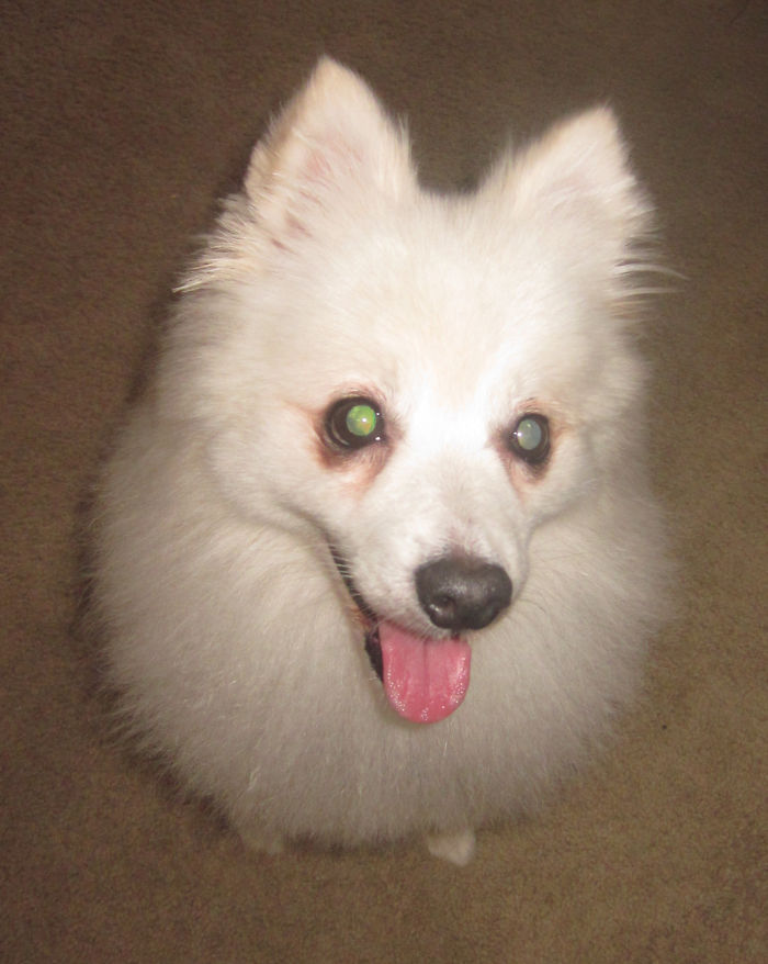 84 Animals With Majestic Hair