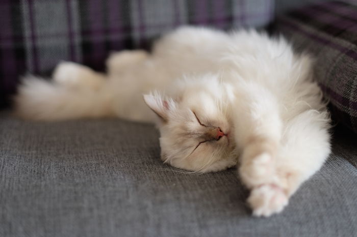 84 Animals With Majestic Hair