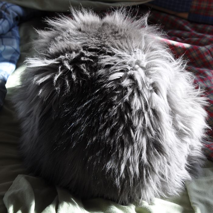 84 Animals With Majestic Hair