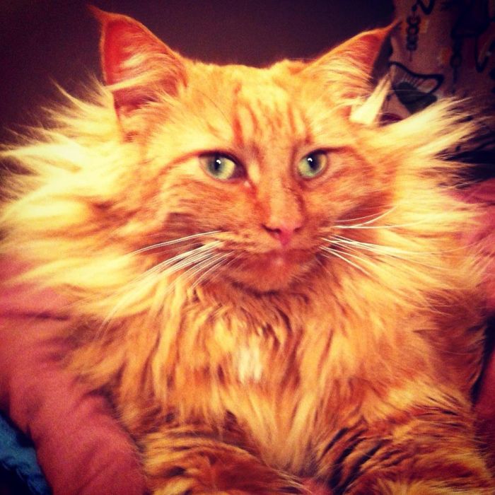 84 Animals With Majestic Hair