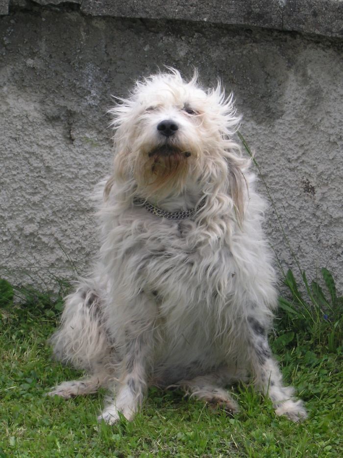 84 Animals With Majestic Hair