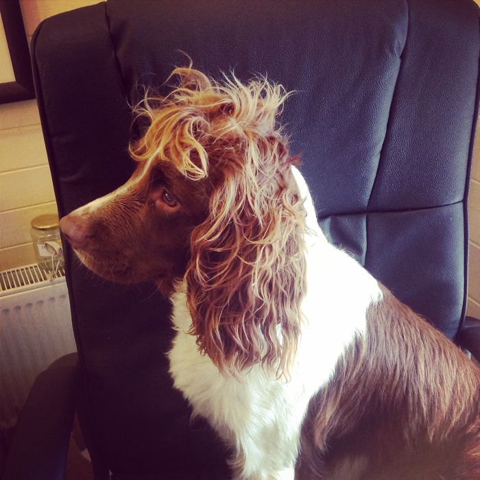 84 Animals With Majestic Hair