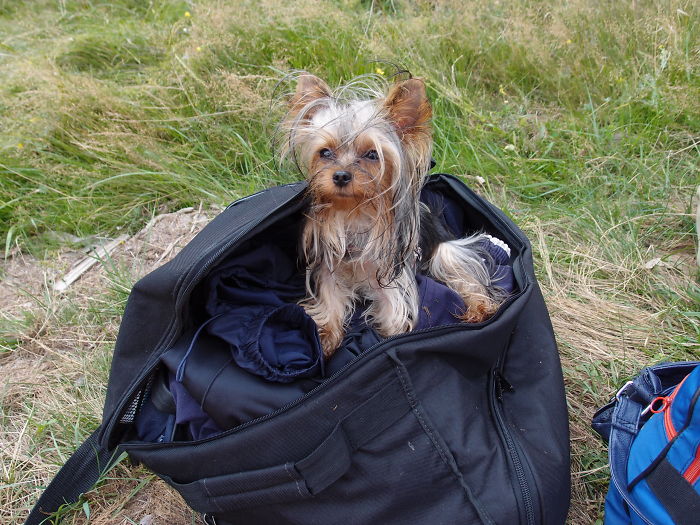 84 Animals With Majestic Hair