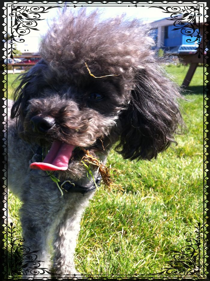 84 Animals With Majestic Hair