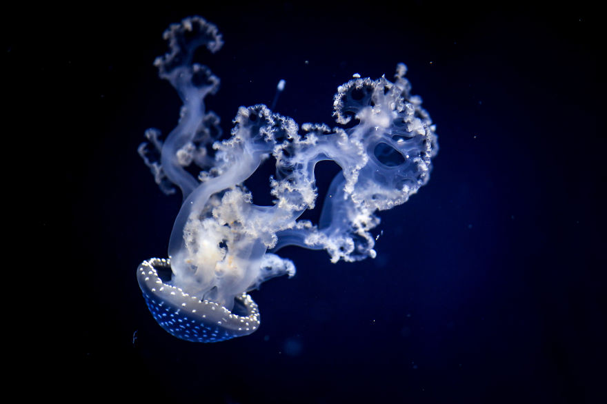 Post Your Favourite Jellyfish Photos! Post Your Favourite Jellyfish Photos!