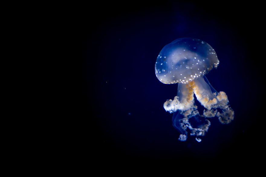 Post Your Favourite Jellyfish Photos! Post Your Favourite Jellyfish Photos!