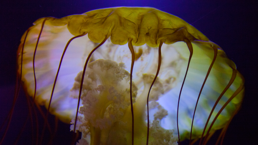Post Your Favourite Jellyfish Photos! Post Your Favourite Jellyfish Photos!