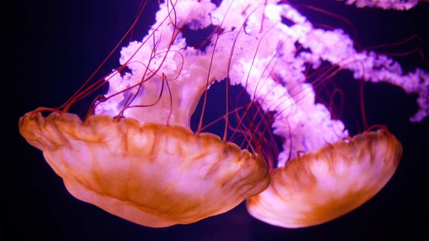 Post Your Favourite Jellyfish Photos! Post Your Favourite Jellyfish Photos!
