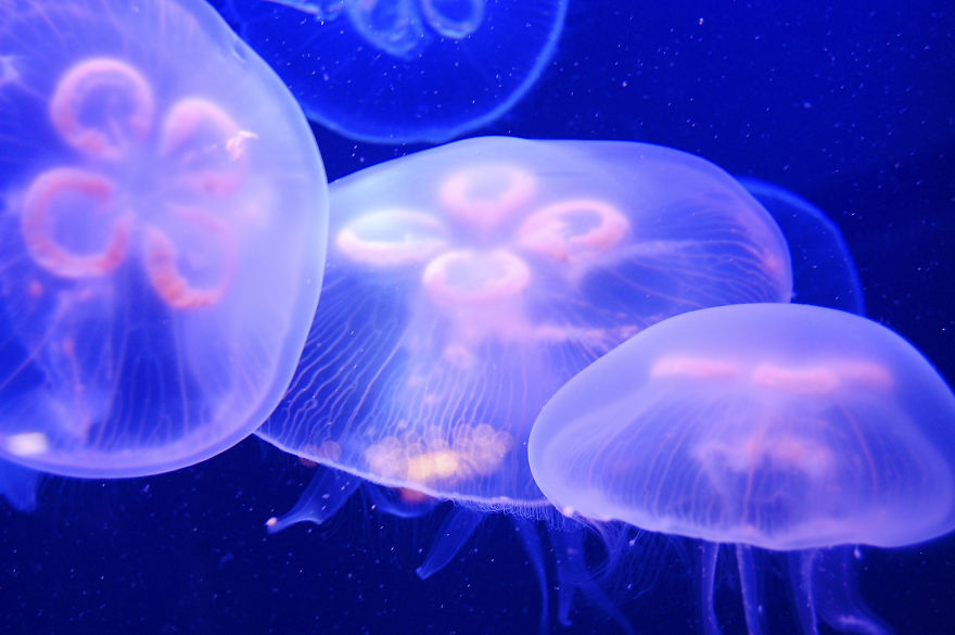 Post Your Favourite Jellyfish Photos! Post Your Favourite Jellyfish Photos!
