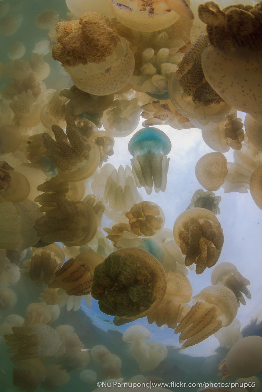 Post Your Favourite Jellyfish Photos! Post Your Favourite Jellyfish Photos!