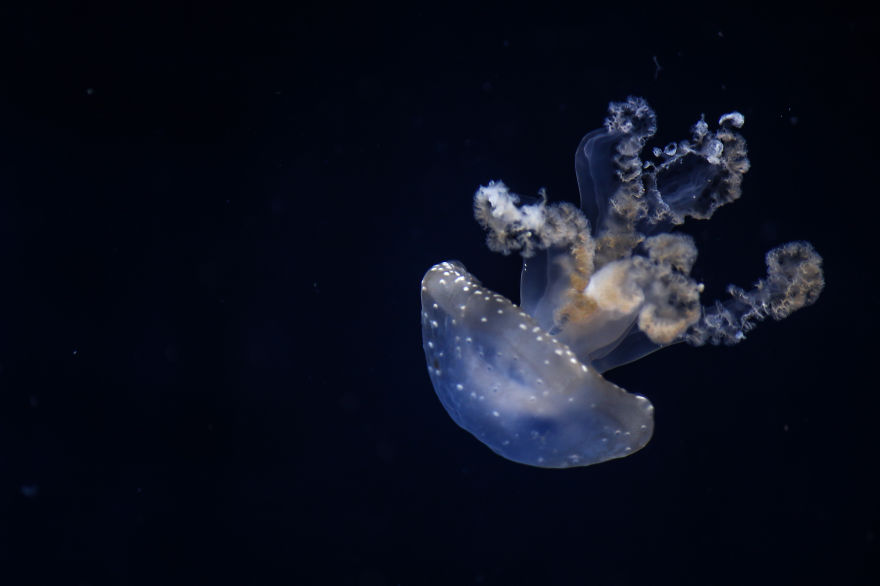 Post Your Favourite Jellyfish Photos! Post Your Favourite Jellyfish Photos!