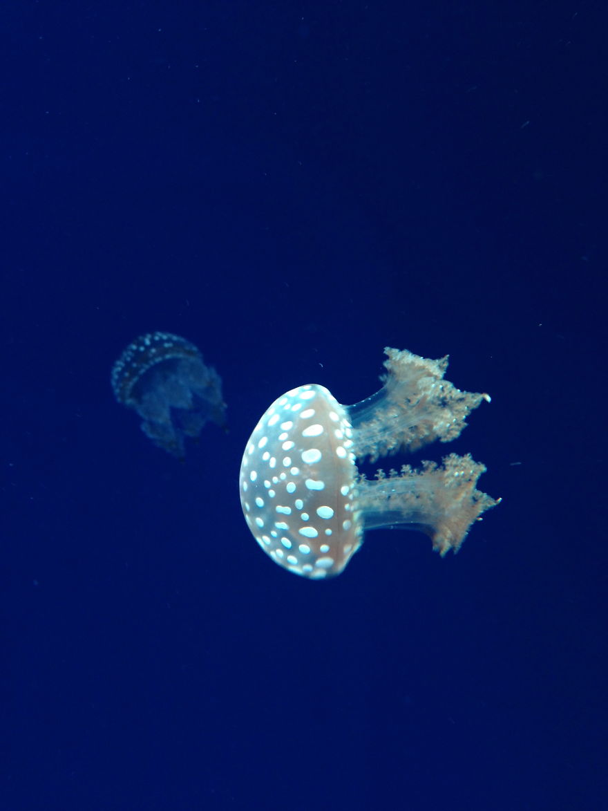 Post Your Favourite Jellyfish Photos! Post Your Favourite Jellyfish Photos!