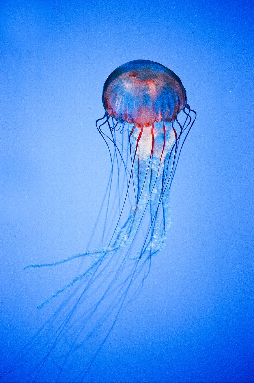 Post Your Favourite Jellyfish Photos! Post Your Favourite Jellyfish Photos!