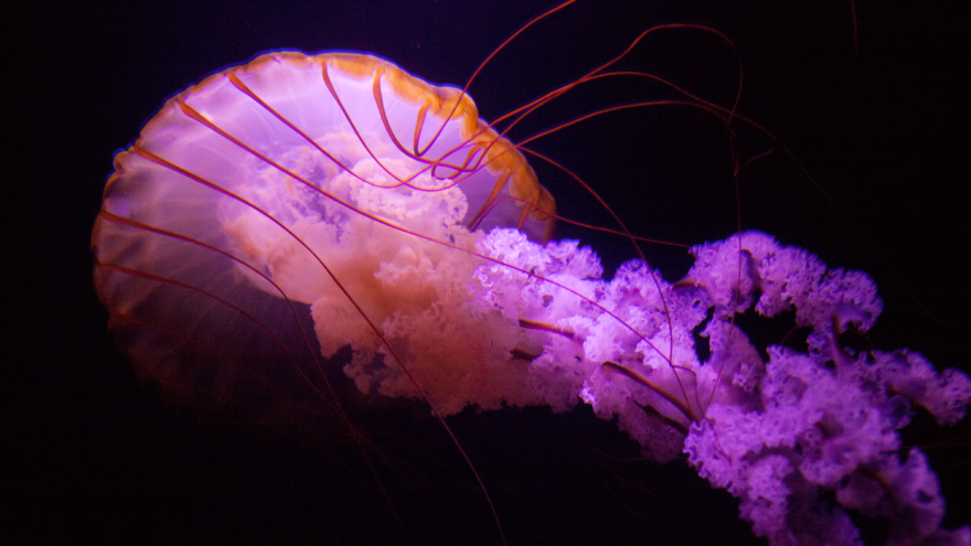 Post Your Favourite Jellyfish Photos! Post Your Favourite Jellyfish Photos!