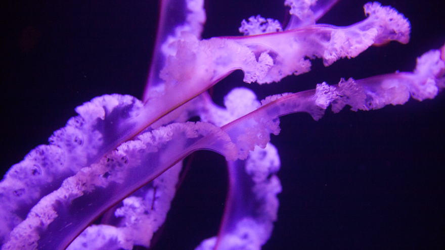 Post Your Favourite Jellyfish Photos! Post Your Favourite Jellyfish Photos!