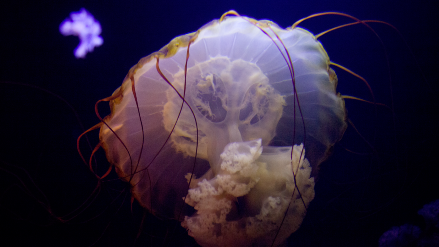 Post Your Favourite Jellyfish Photos! Post Your Favourite Jellyfish Photos!