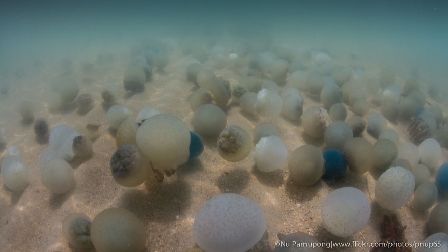 Post Your Favourite Jellyfish Photos! Post Your Favourite Jellyfish Photos!