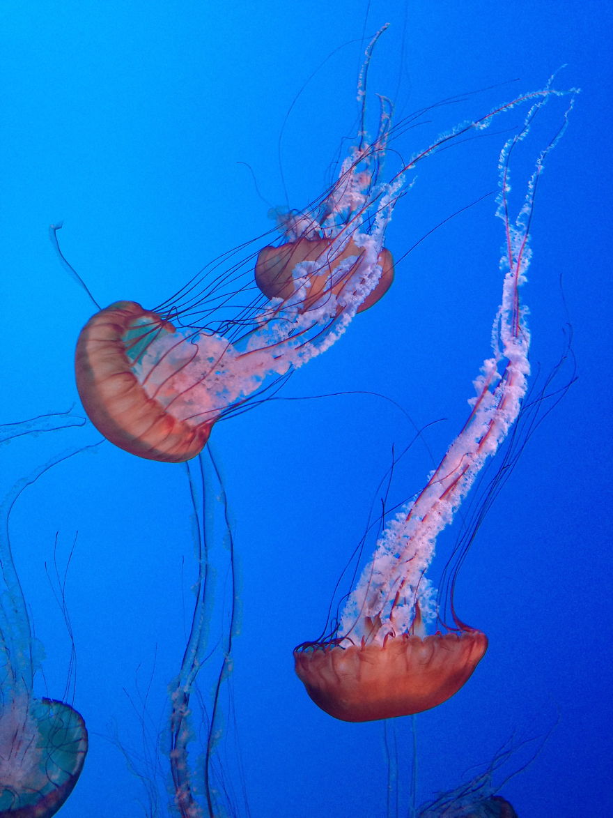 Post Your Favourite Jellyfish Photos! Post Your Favourite Jellyfish Photos!