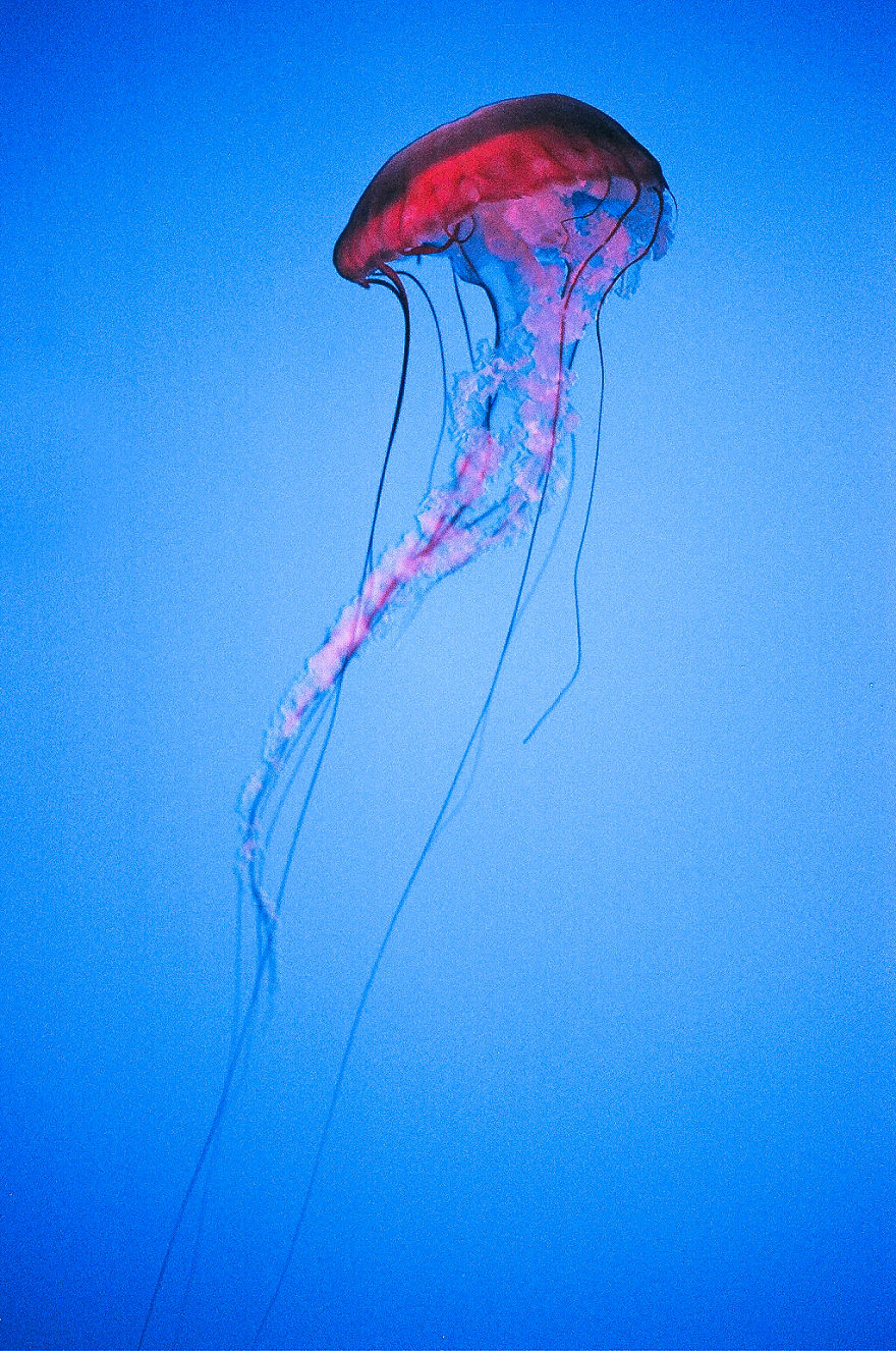 Post Your Favourite Jellyfish Photos! Post Your Favourite Jellyfish Photos!