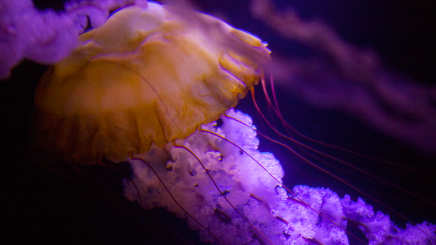 Post Your Favourite Jellyfish Photos! Post Your Favourite Jellyfish Photos!