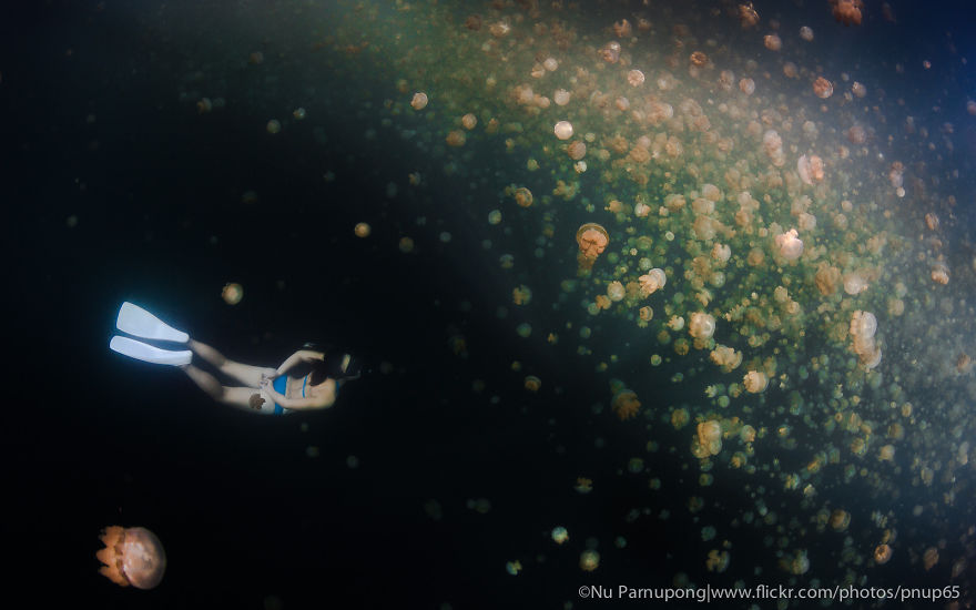 Post Your Favourite Jellyfish Photos! Post Your Favourite Jellyfish Photos!