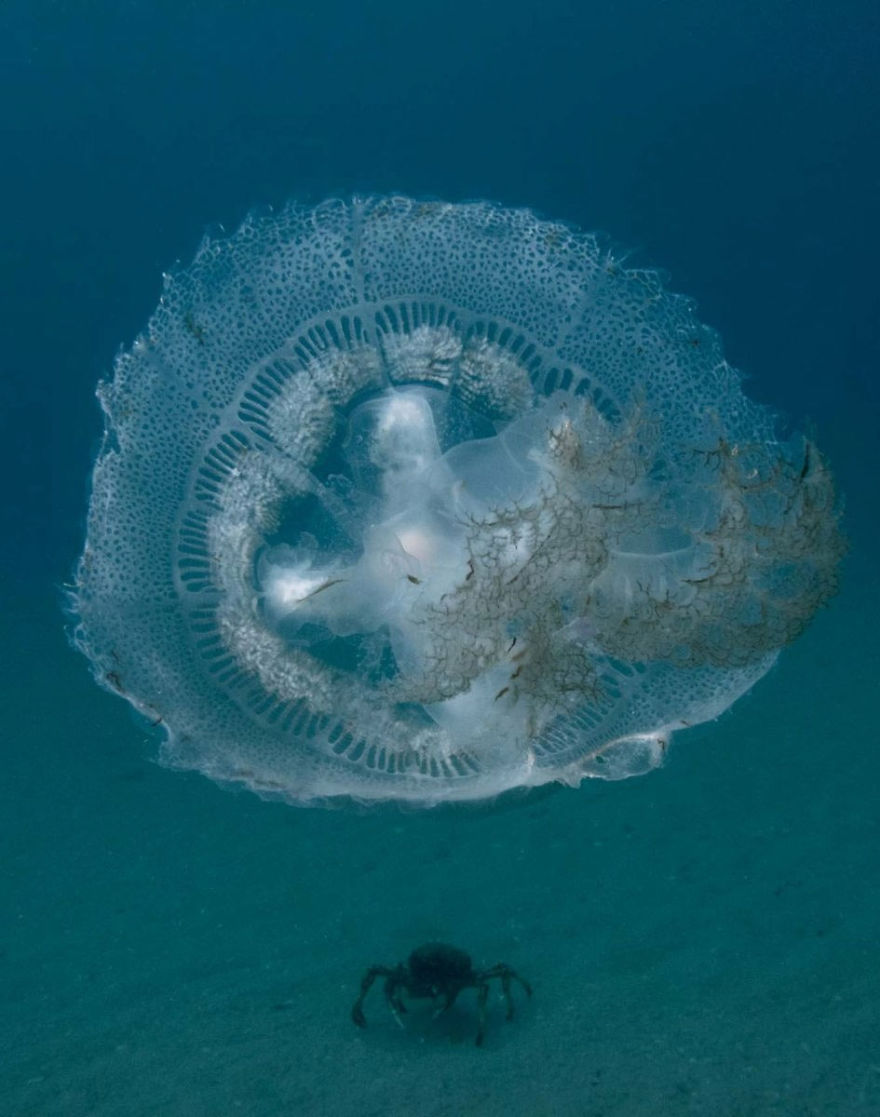 Post Your Favourite Jellyfish Photos! Post Your Favourite Jellyfish Photos!
