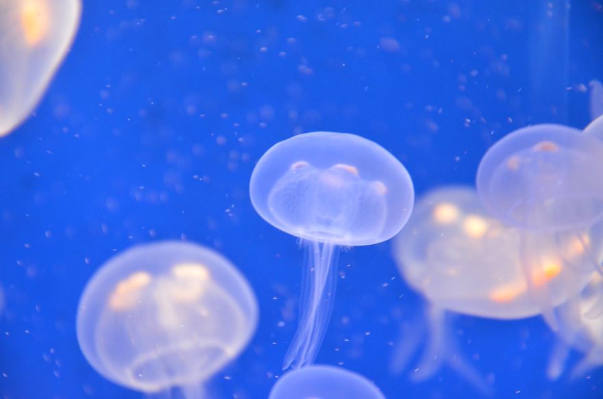 Post Your Favourite Jellyfish Photos! Post Your Favourite Jellyfish Photos!
