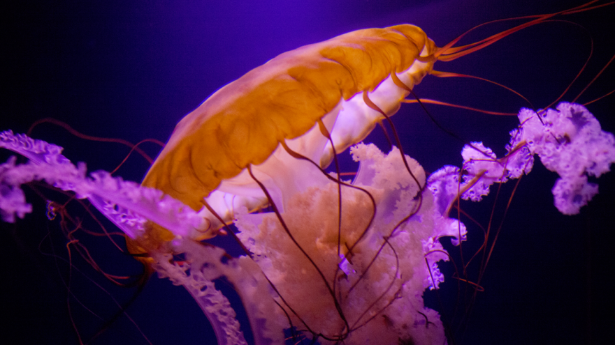 Post Your Favourite Jellyfish Photos! Post Your Favourite Jellyfish Photos!