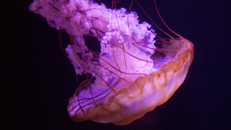 Post Your Favourite Jellyfish Photos! Post Your Favourite Jellyfish Photos!