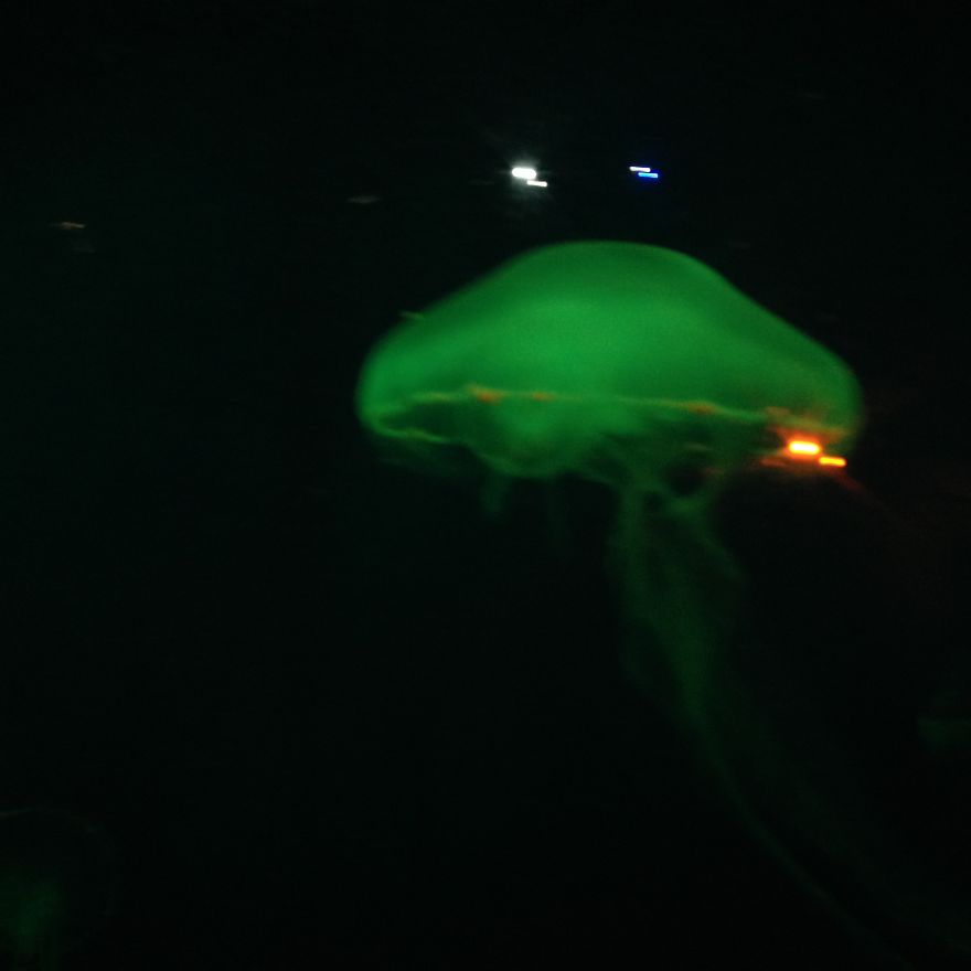 Post Your Favourite Jellyfish Photos! Post Your Favourite Jellyfish Photos!