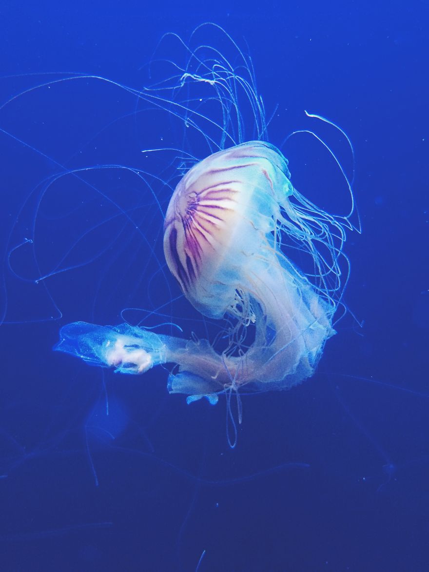 Post Your Favourite Jellyfish Photos! Post Your Favourite Jellyfish Photos!